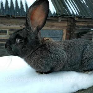 Продам Обменяю Кролик породы бельгийский великан - GA.BY