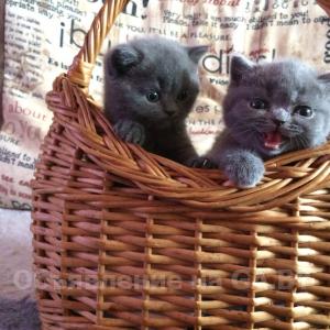Продам Британские короткошерстные котята - GA.BY