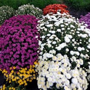 Продам Для сада цветы хризантема ''Мультифлора''кустовая