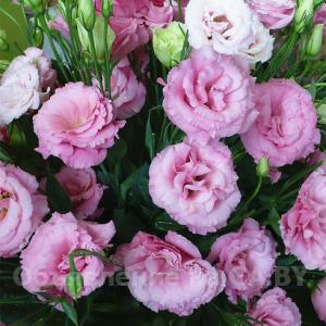 Продам Эустома (Лизиантус) цветы от производителя