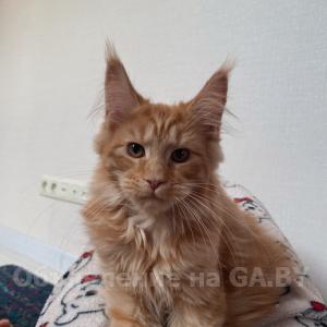 Продам Породистый котенок породы мейн-кун из питомника
