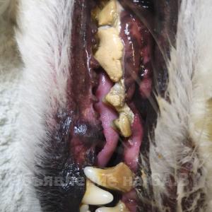 Выполню Ультразвуковая чистка зубов у собак. Без наркоза.
