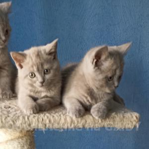 Продам Лиловые шотландские котята - GA.BY