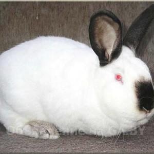 Продам Продам калифорнийских кроликов.