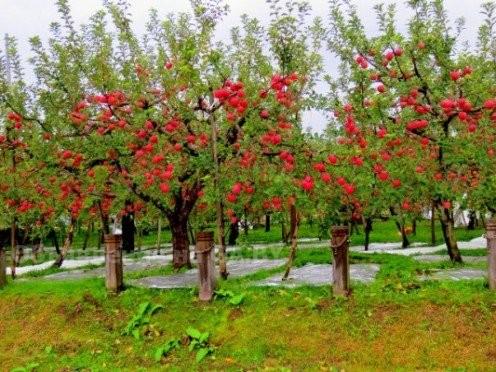 Выполню Бизнес-идея "Яблочный сад" - GA.BY