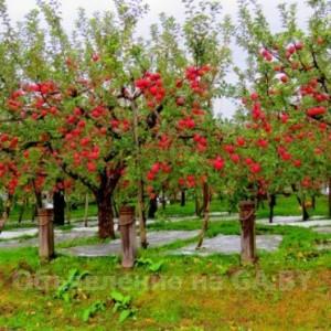 Выполню Бизнес-идея "Яблочный сад"