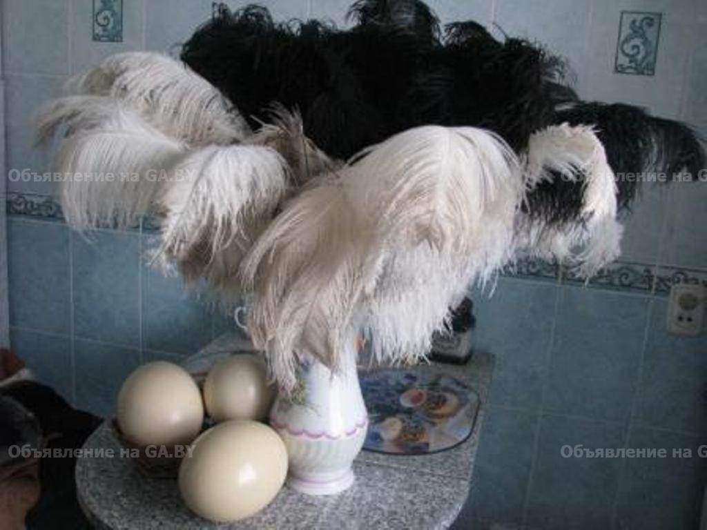 Продам Африканские страусы: яйцо, цыплята, птенцы, взрослые 5 лет - GA.BY