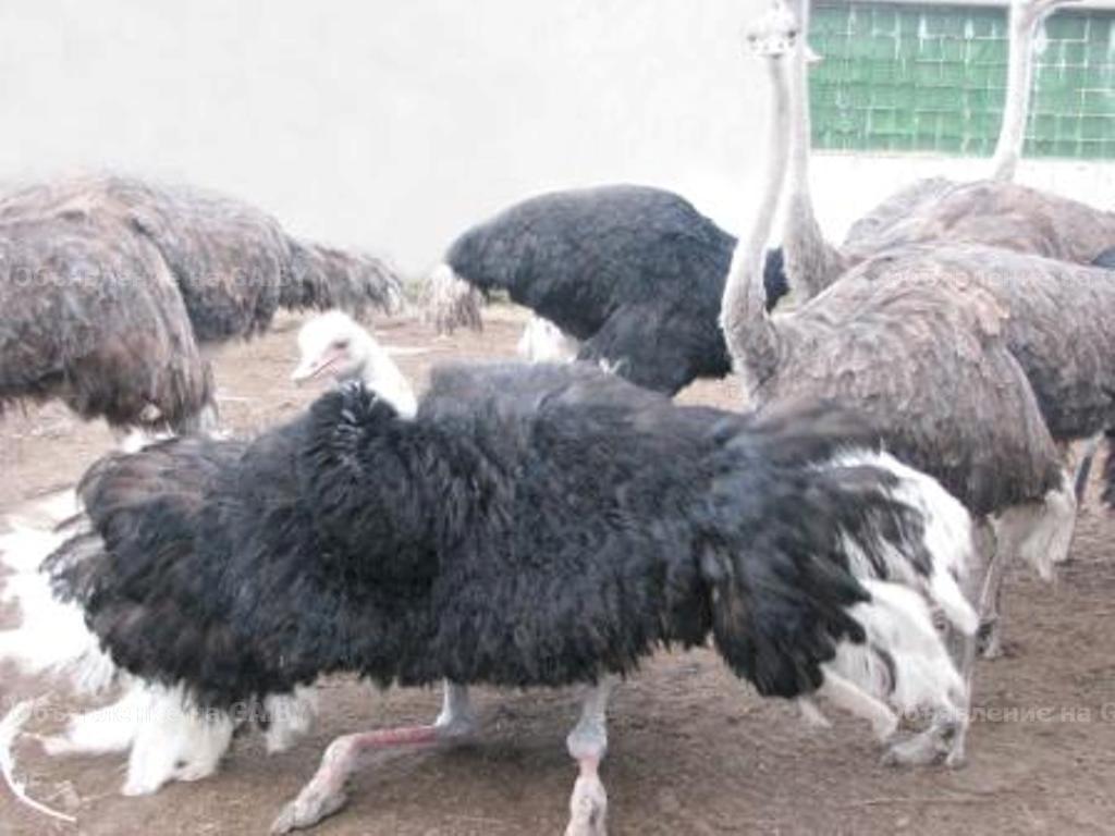 Продам Африканские страусы: яйцо, цыплята, птенцы, взрослые 5 лет - GA.BY