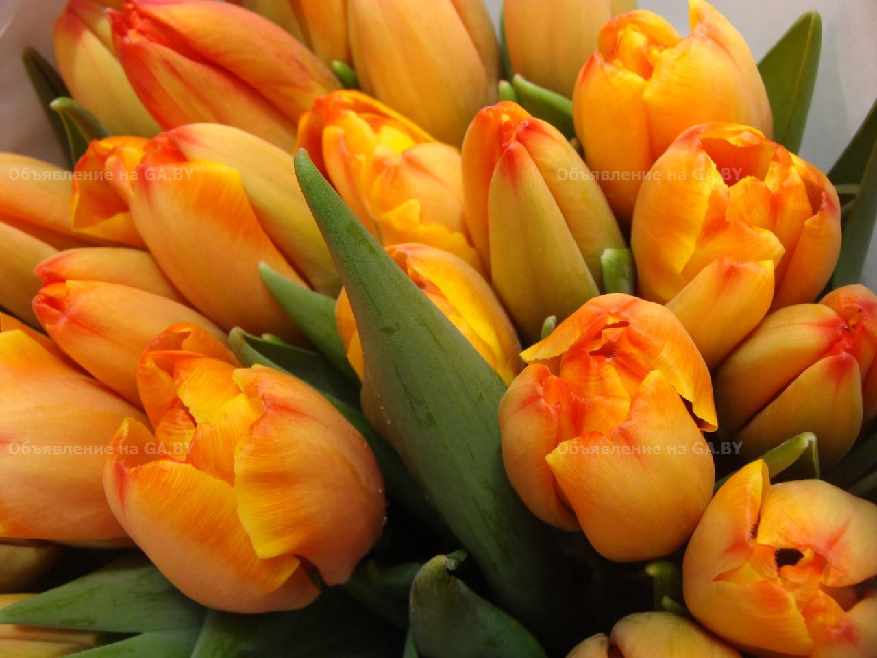 Продам Тюльпаны оптом к 8 марта - GA.BY