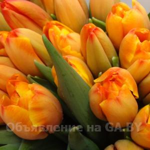 Продам Тюльпаны оптом к 8 марта