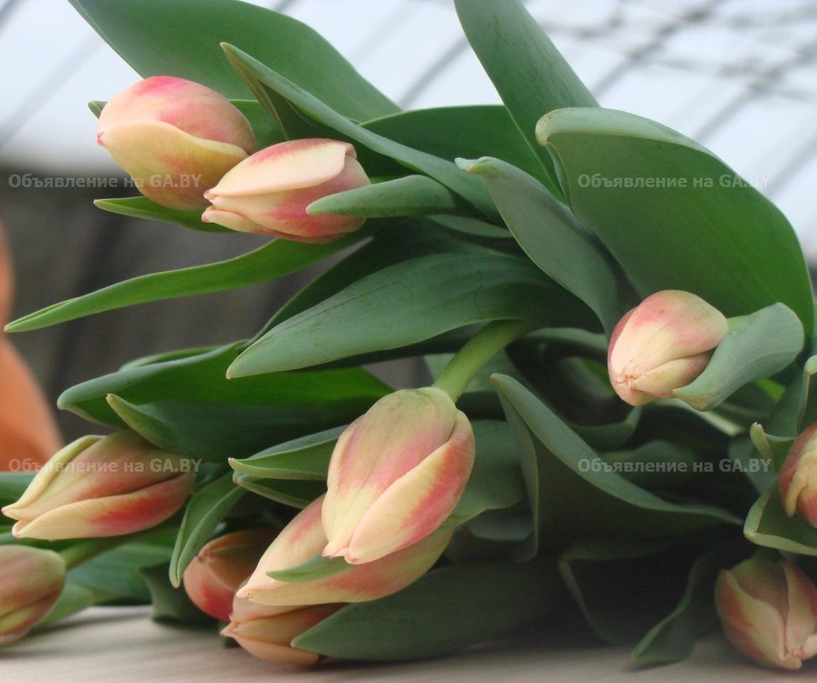Продам Тюльпаны и примула к 8 марта оптом - GA.BY