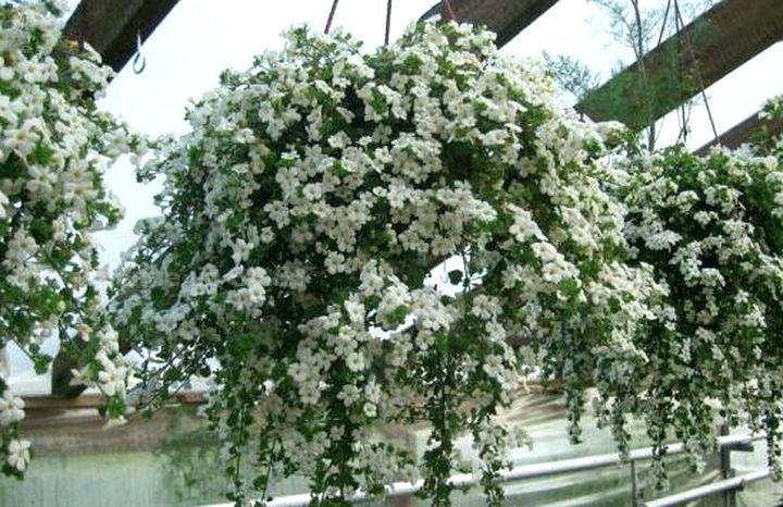 Продам Герань ,цветы в кашпо (пеларгония кустовая и ампельная) - GA.BY