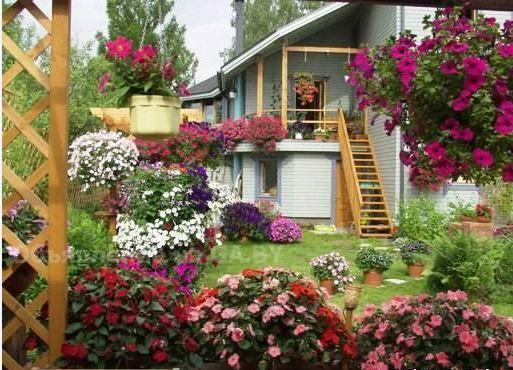 Продам Цветы для сада и балкона - GA.BY