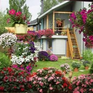 Продам Цветы для сада и балкона