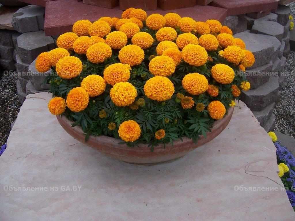 Продам Герань ,цветы в кашпо (пеларгония кустовая и ампельная) - GA.BY