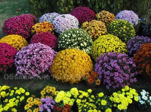 Продам Для сада цветы хризантема ''Мультифлора''кустовая - GA.BY
