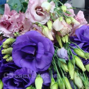 Продам Эустома (Лизиантус) цветы от производителя