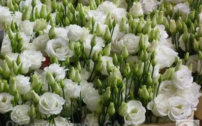 Продам Эустома (Лизиантус) цветы от производителя - GA.BY