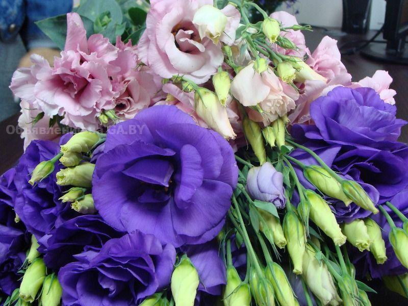 Продам Эустома (Лизиантус) цветы от производителя - GA.BY