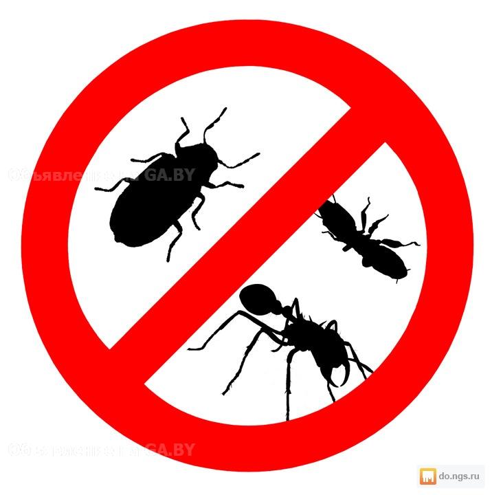 Выполню Уничтожение вредоносных насекомых в Бобруйске - GA.BY