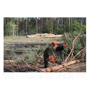 Выполню Бригада вальщиков окажет услуги по вырубке леса