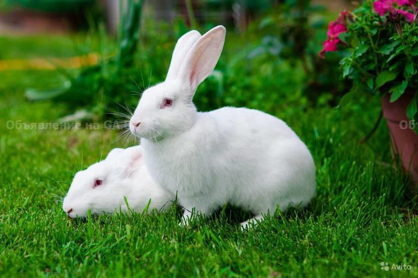 Выполню Кролики Пароды Паннон - GA.BY