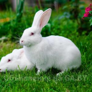 Выполню Кролики Пароды Паннон