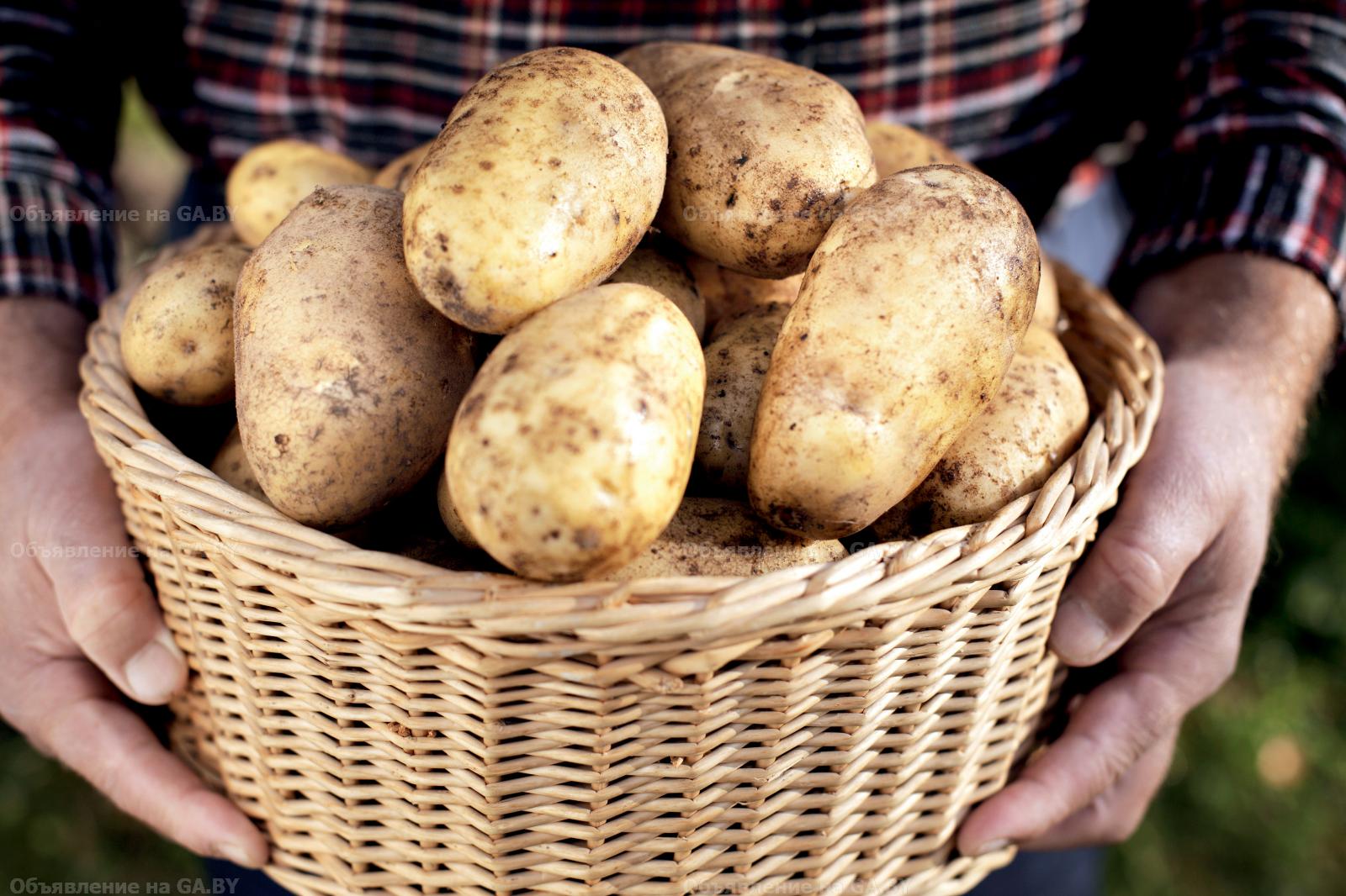 Выполню Доставка картофеля и других овощей в Минске - GA.BY