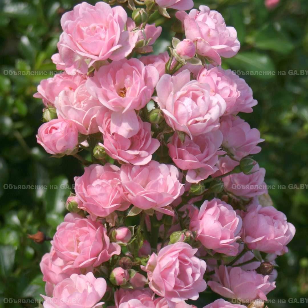 Продам Отборные саженцы - розы, тюльпаны, гортензии, клематисы и др - GA.BY