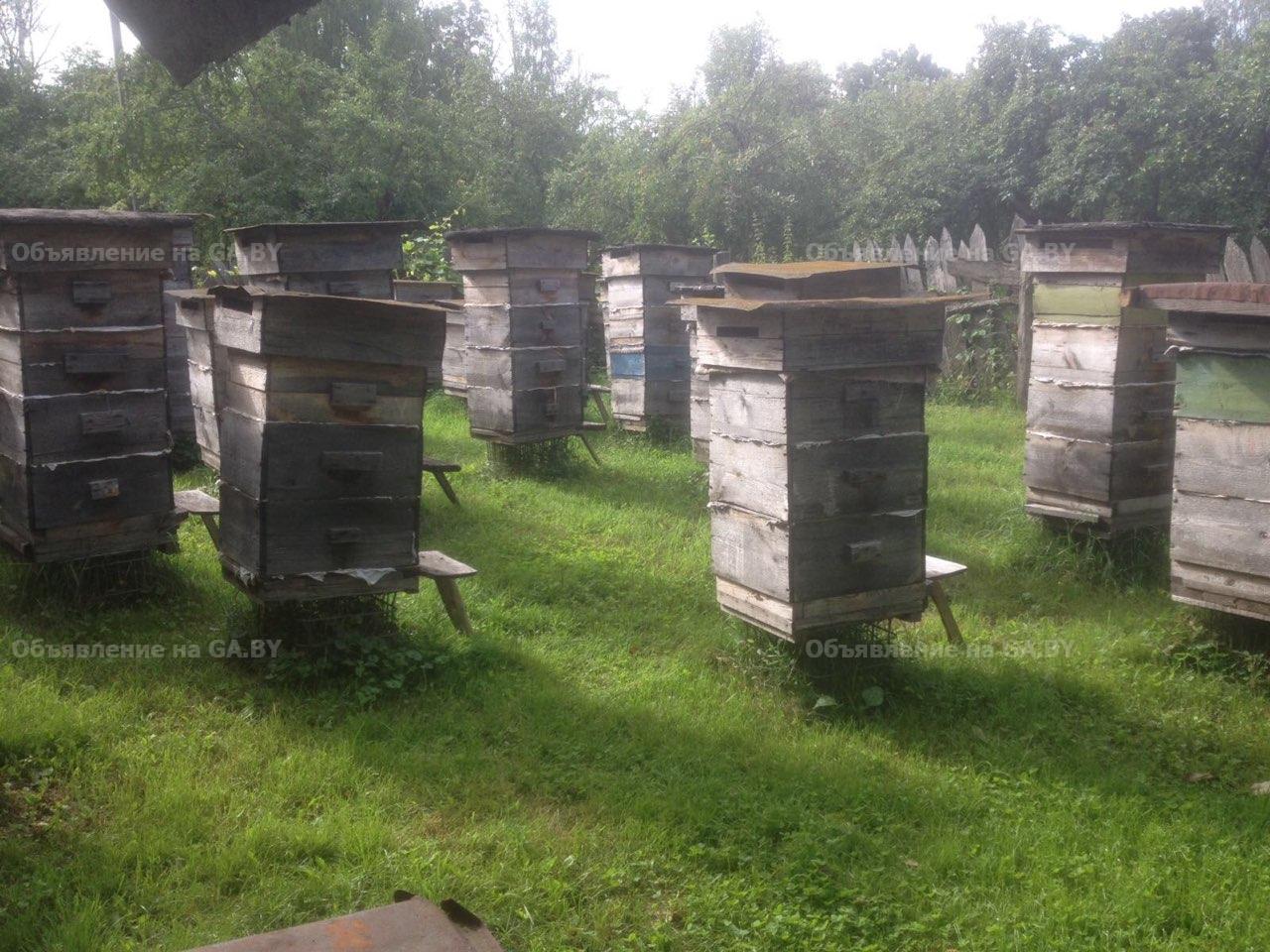 Продам Мед пчелиный, прополис, перга - GA.BY