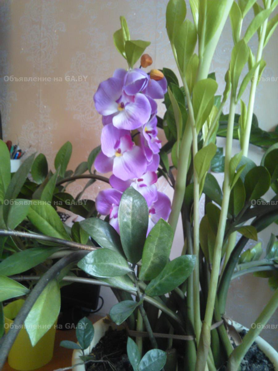 Продам  красивое комнатное растение  - GA.BY