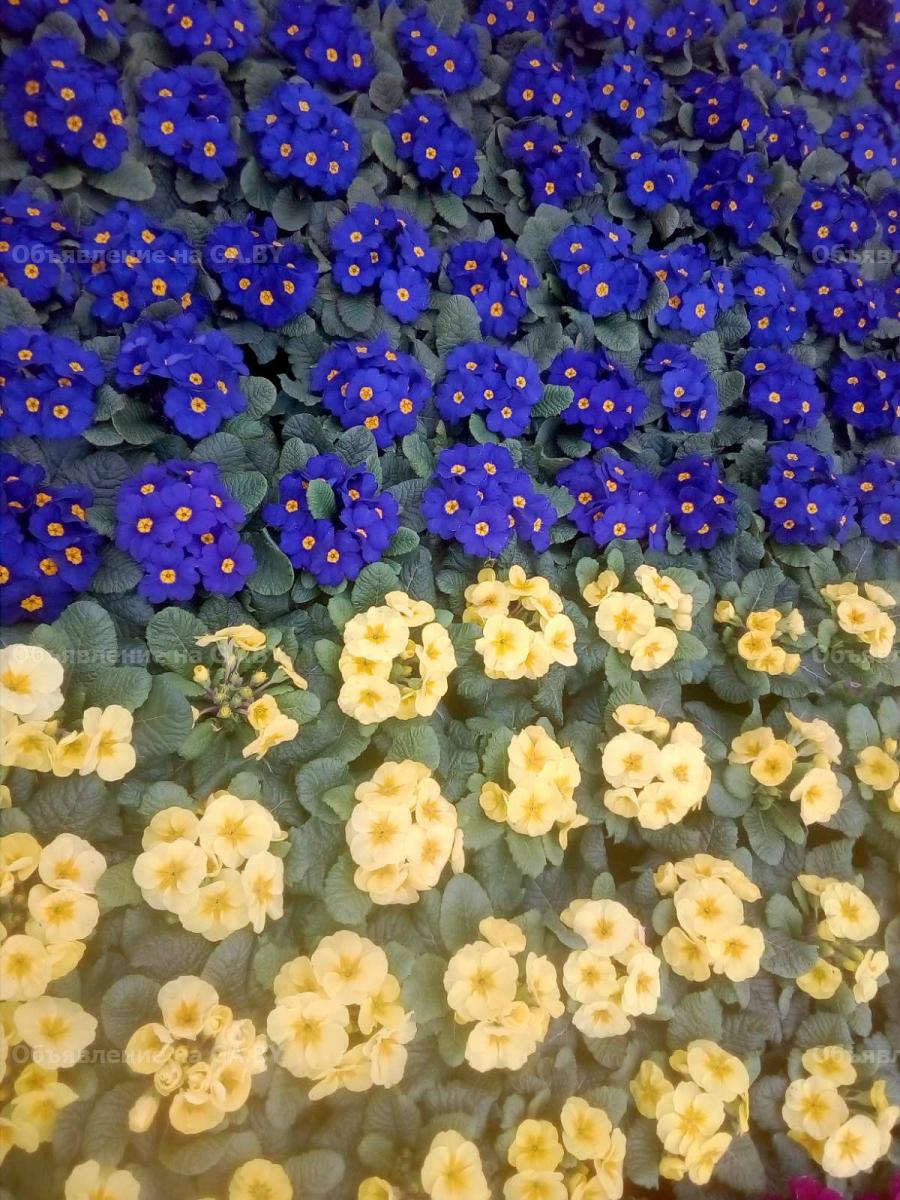 Продам Цветы к 8 марта: нарциссы, крокусы, гиацинты, примулы - GA.BY