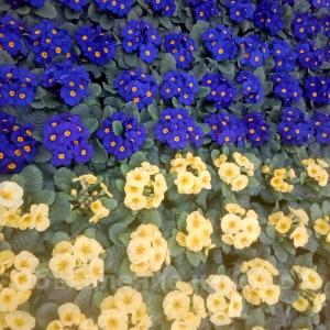Продам Цветы к 8 марта: нарциссы, крокусы, гиацинты, примулы