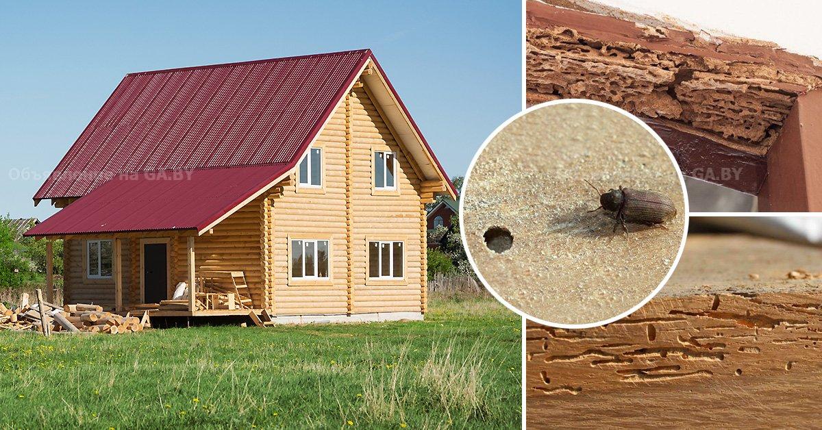 Выполню Обработка домов от жуков, грибов и плесени - GA.BY
