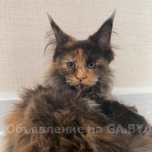 Продам Породистый котенок породы мейн-кун из питомника