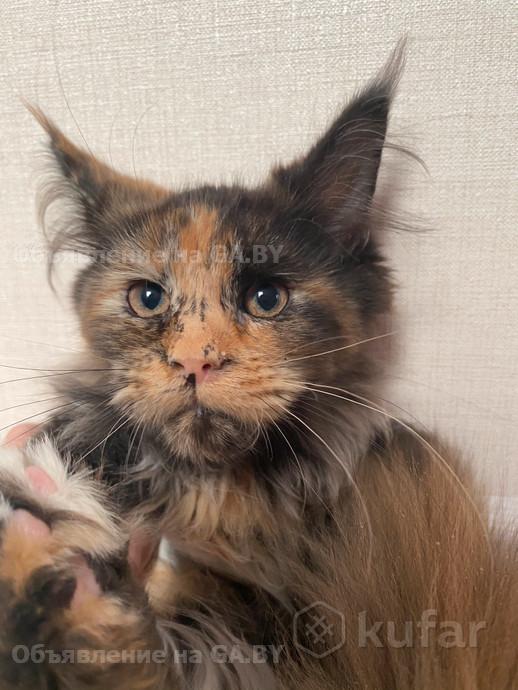 Продам Породистый котенок породы мейн-кун из питомника - GA.BY
