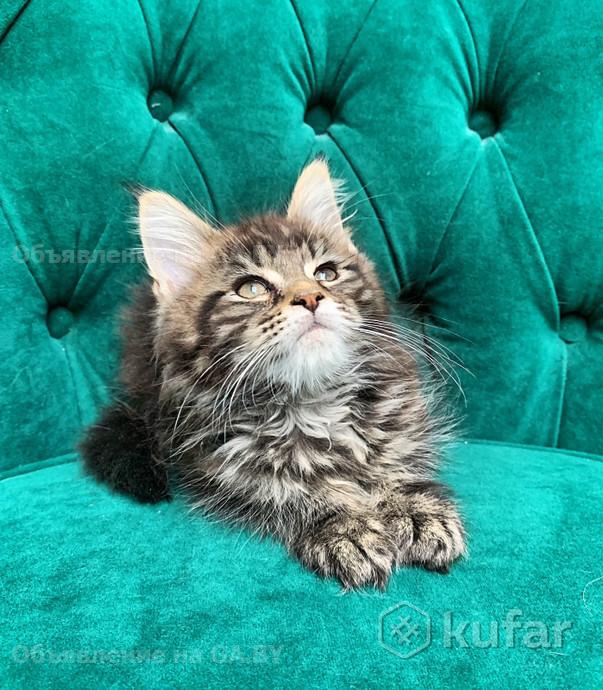 Продам Породистый котенок породы мейн-кун из питомника - GA.BY