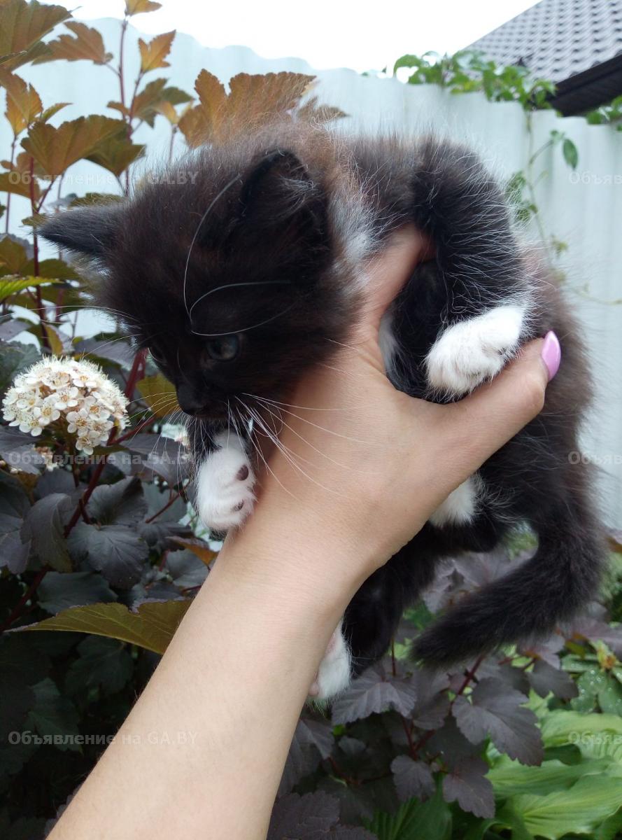 Выполню Отдам котят в добрые заботливые руки. - GA.BY