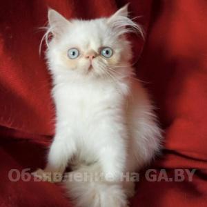 Продам Продам персидских котят - GA.BY