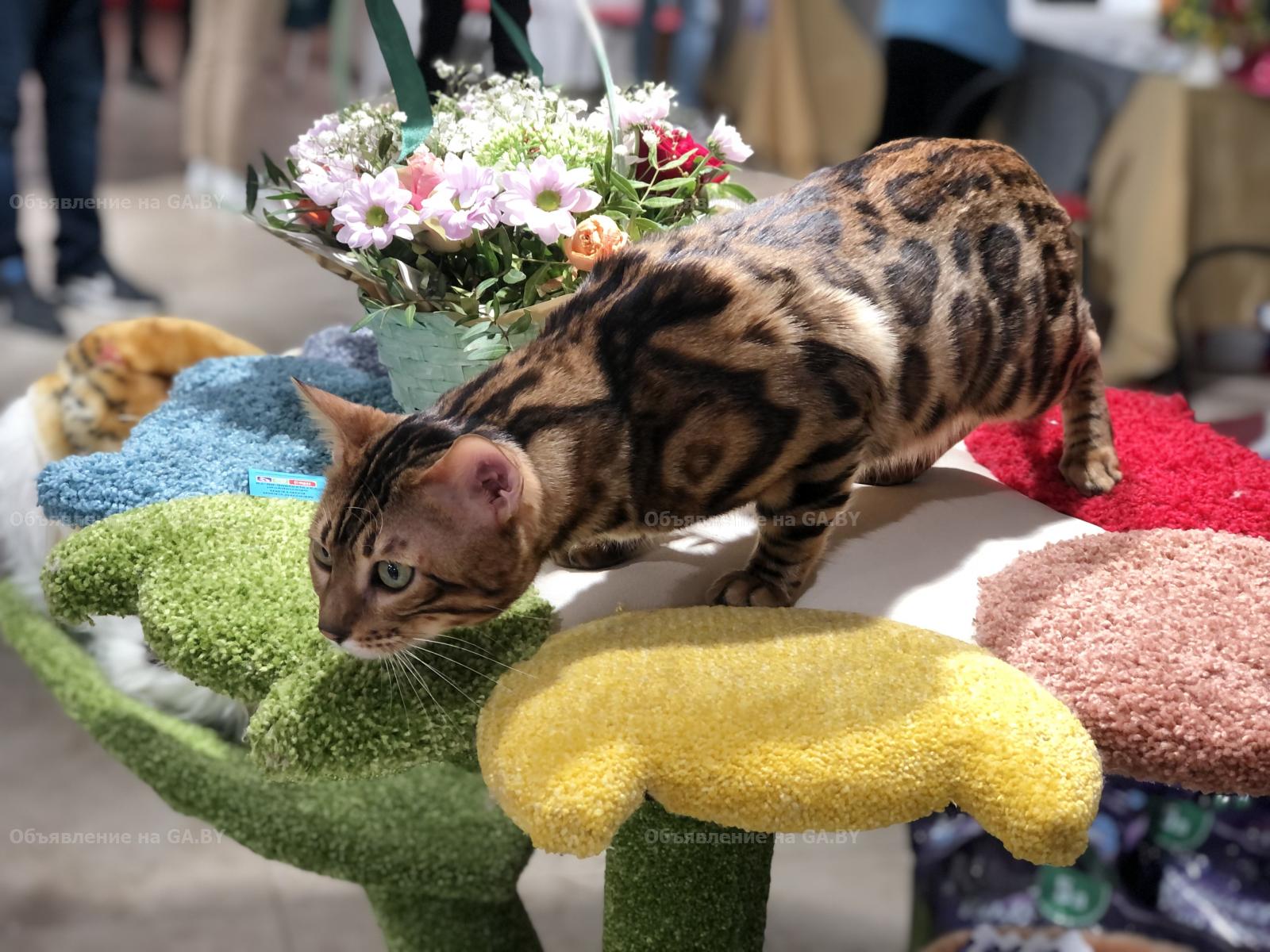 Продам Бенгальский кот приглашает подружек на вязку  - GA.BY