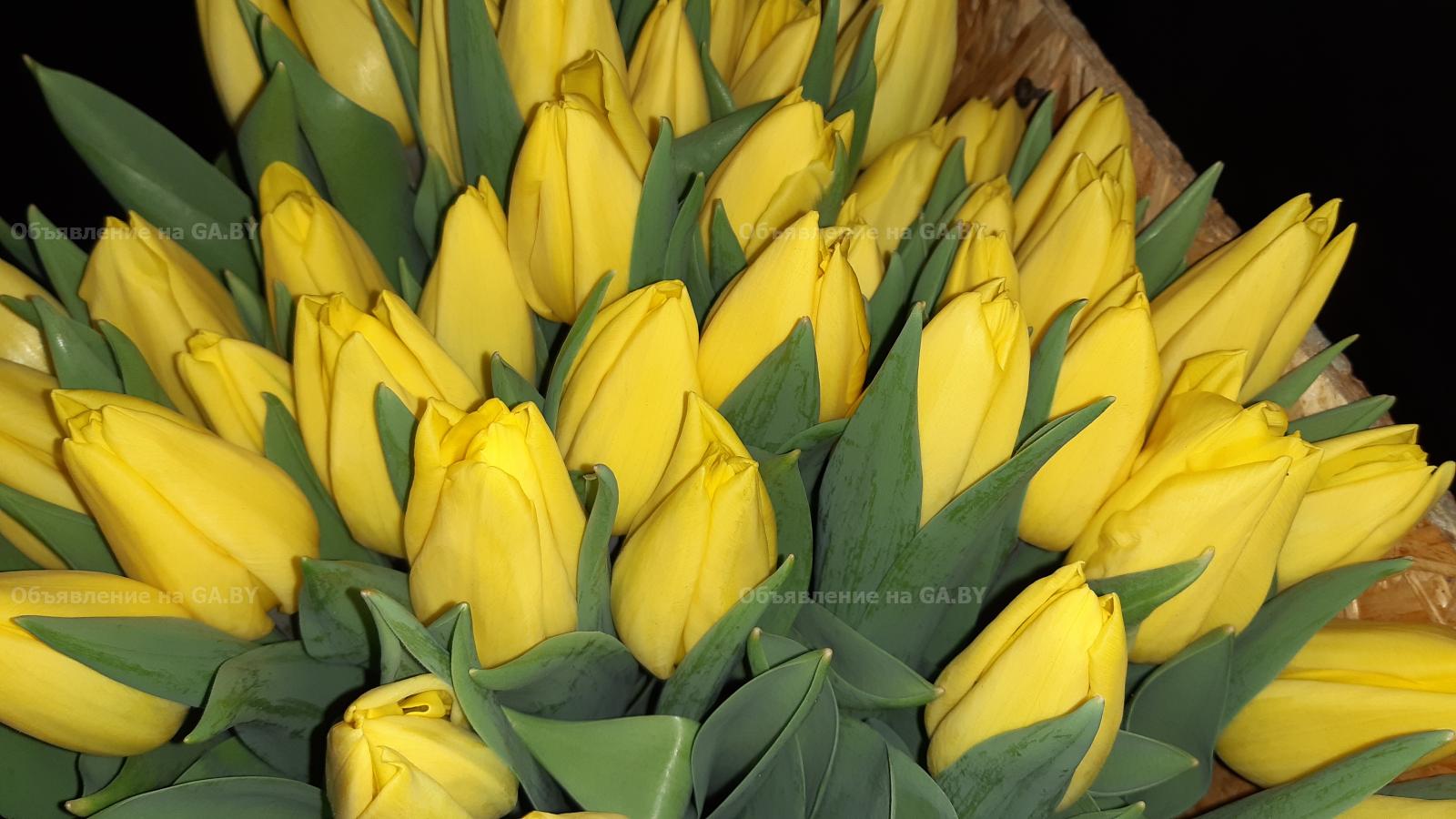 Продам Тюльпаны оптом к 8 марта - GA.BY