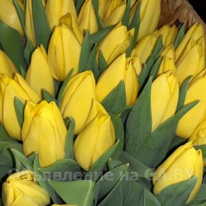 Продам Тюльпаны оптом к 8 марта