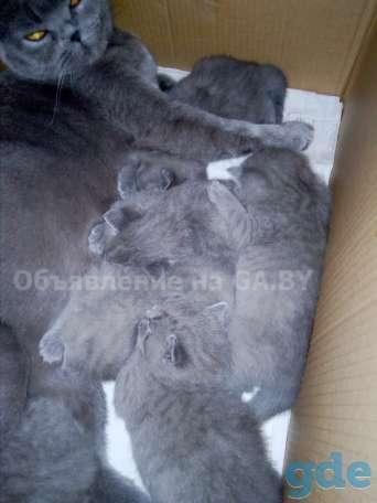 Продам Голубые британские котята - GA.BY