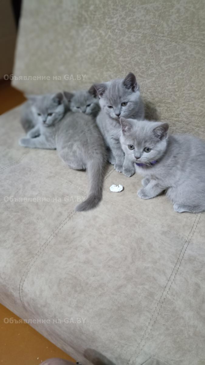 Продам Лиловые шотландские котята, некоторые с мраморным рисунком  - GA.BY