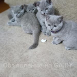 Продам Лиловые шотландские котята, некоторые с мраморным рисунком 