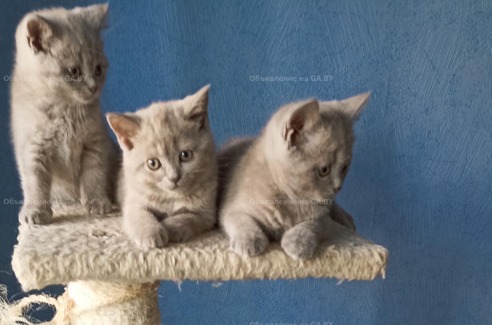 Продам Лиловые шотландские котята, некоторые с мраморным рисунком  - GA.BY