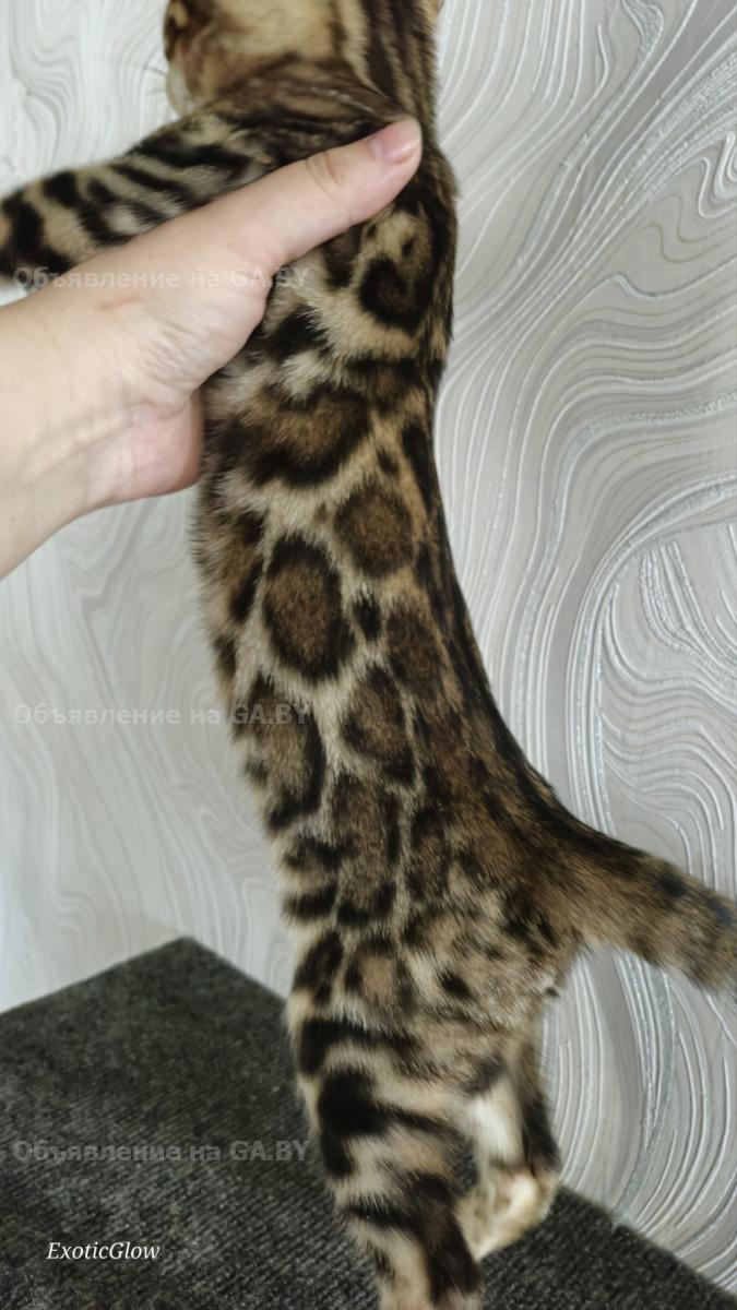 Продам Бенгальские котята - GA.BY